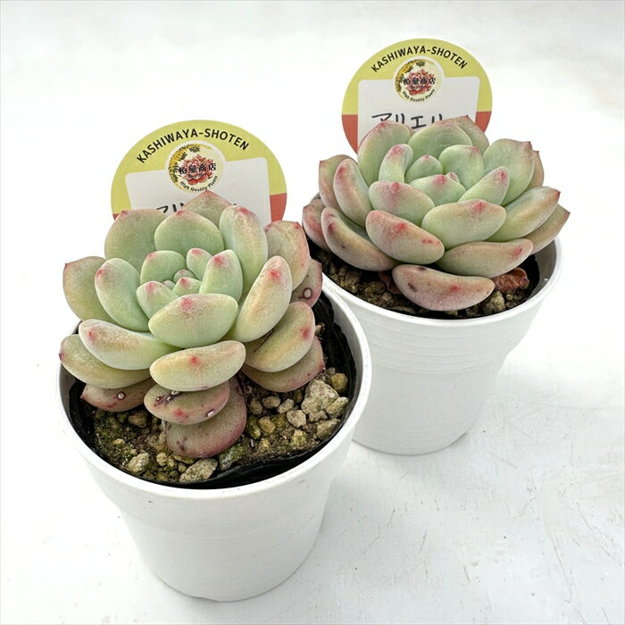 多肉植物 kswエケベリア アリエル 柏屋商店さん苗 エケベリア 6cmポット