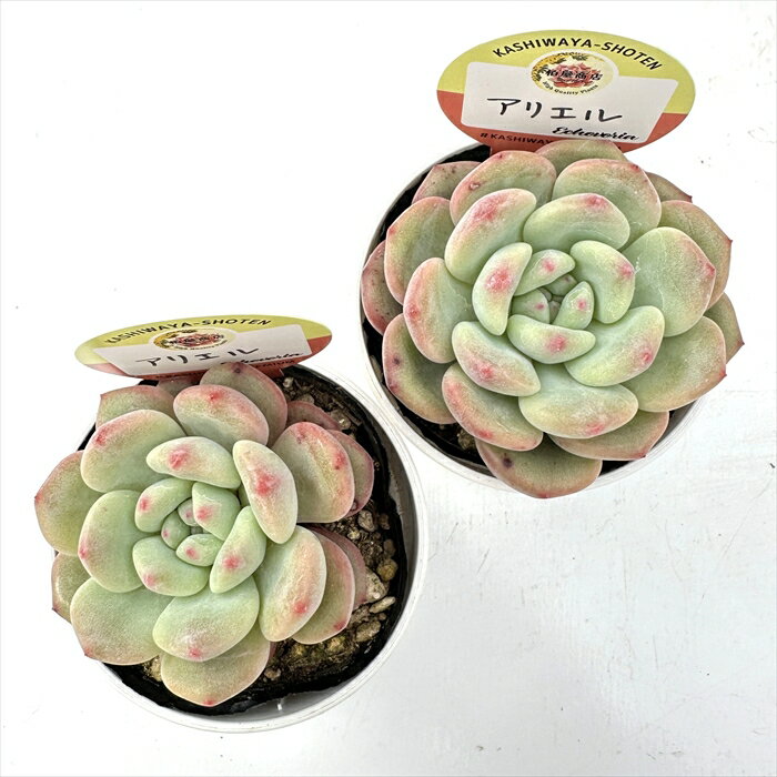 多肉植物 kswエケベリア アリエル 柏屋商店さん苗 エケベリア 6cmポット