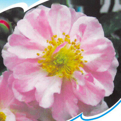 バラ苗 バラ大苗 オールドローズ コーネリア 四季咲き 中輪 薔薇 ばら ピンク troe
