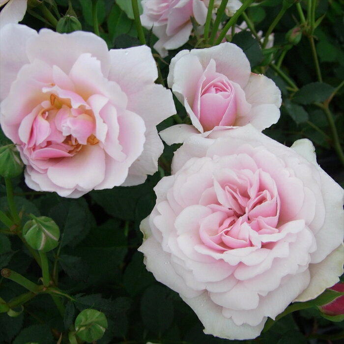 予約販売 バラ苗 バラ大苗 オールドローズ フェリシア 四季咲き 中輪 薔薇 ばら ピンク troe 12月上旬以降発送のサムネイル