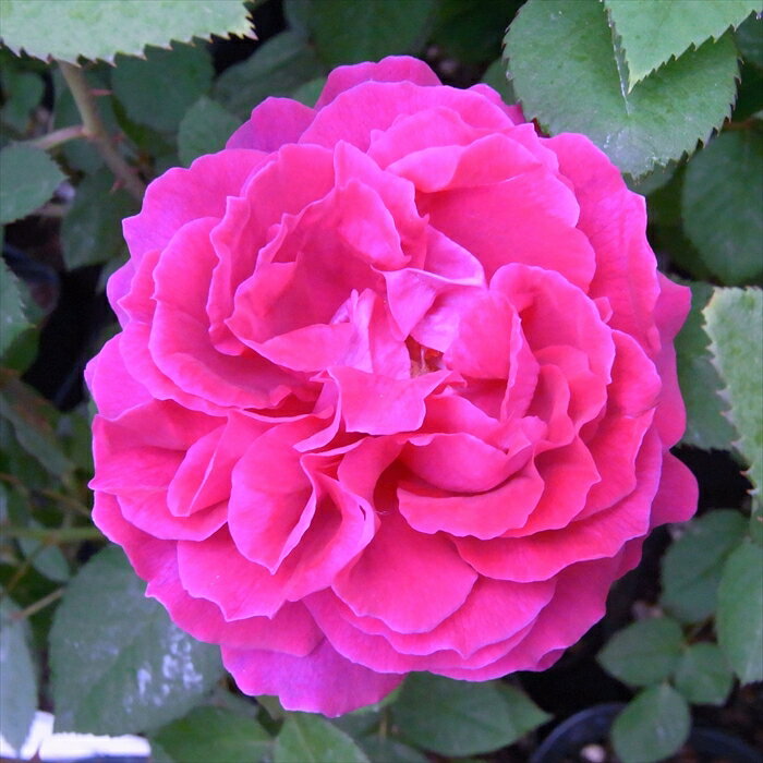 予約販売 バラ苗 バラ大苗 アルフレッド コロンブ オールドローズ 薔薇 バラ troe 12月上旬以降発送のサムネイル