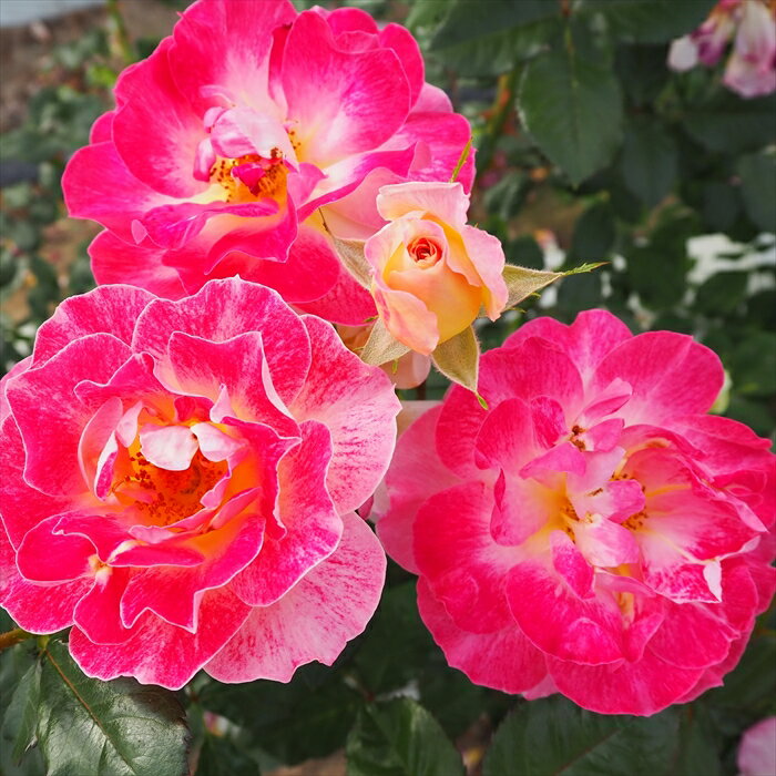 予約販売 バラ苗 バラ大苗 中輪 シャンパンカクテル 四季咲き 薔薇 ばら ピンク troe 12月中旬以降発送のサムネイル