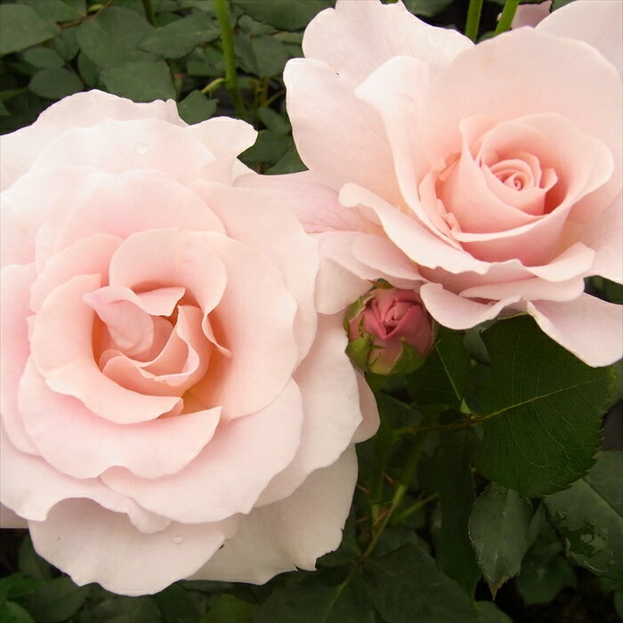 バラ苗 バラ大苗 中輪 ピンクフレンチレース 四季咲き 薔薇 ばら ピンク troeのサムネイル