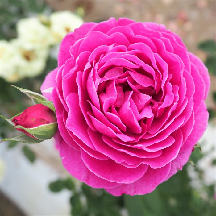 予約販売 バラ苗 バラ大苗 中輪 オールドポート 四季咲き 薔薇 ばら 紫 troe 12月上旬以降発送のサムネイル