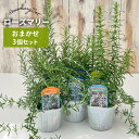 ローズマリー 苗 品種おまかせ 3個セット 9cmポット 虫除け 宿根草 苗木 花木 送料無料 ハーブ苗 Herb ykh