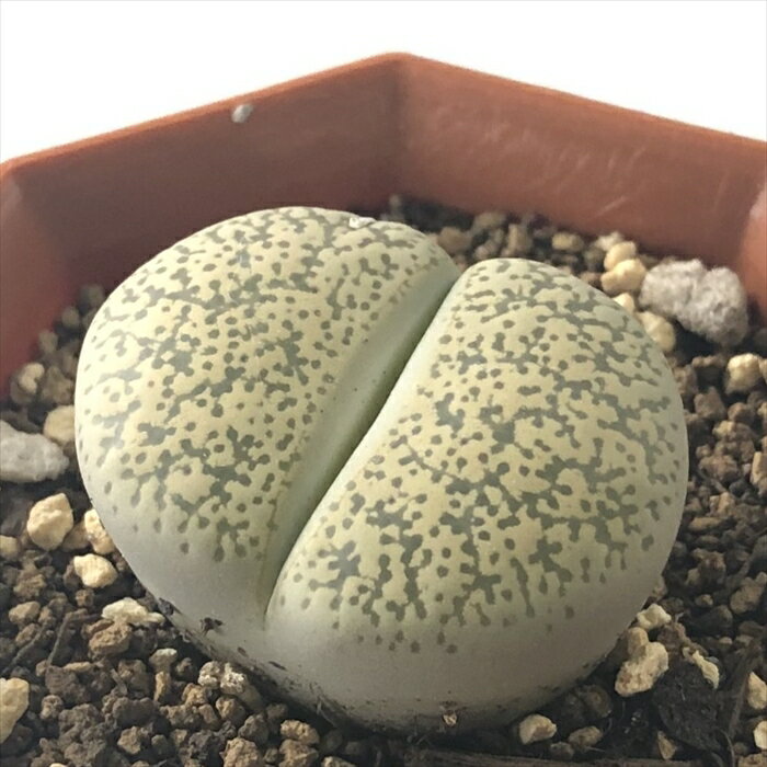 多肉植物 asリトープス 紫勲玉 多肉植物 メセン 6cmポットのサムネイル
