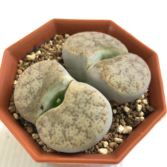 多肉植物 asリトープス 曲玉 多肉植物 メセン 6cmポットのサムネイル