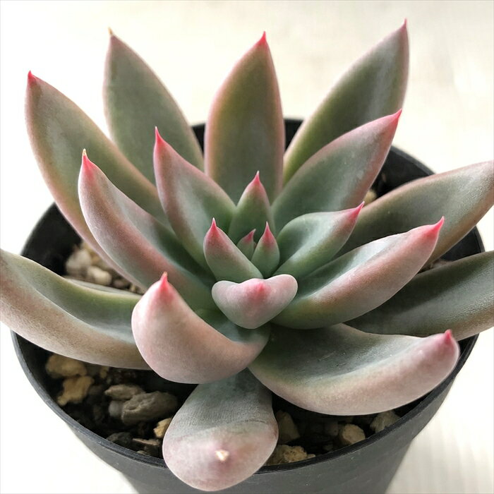 多肉植物 skエケベリア ジャイアントマジック 多肉植物 エケベリア 7.5cmポットのサムネイル
