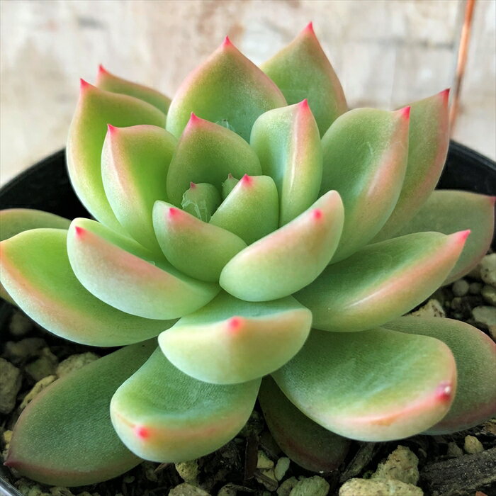 多肉植物 skエケベリア メキシカンサンセット 多肉植物 エケベリア 7.5cmポットのサムネイル