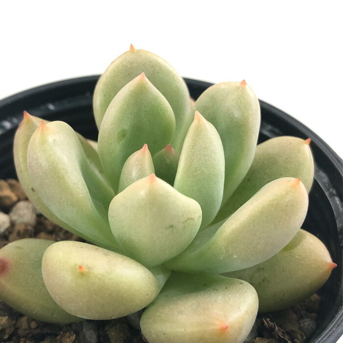 多肉植物 hmエケベリア アボガドクリーム 多肉植物 エケベリア 6cmポットのサムネイル