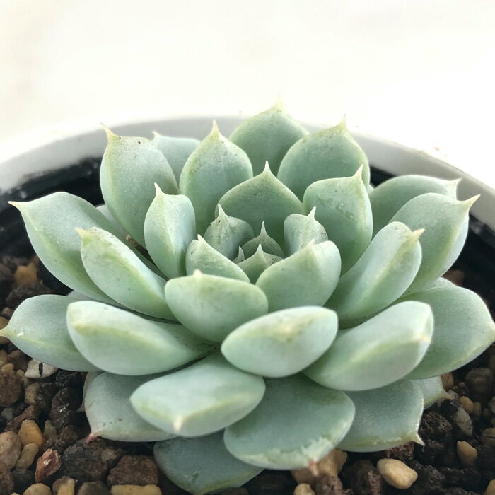 多肉植物 yukエケベリア アルビカンス×ザラゴーサspノバ 多肉植物 優木園さんの苗 送料無料 エケベリア 6cmポットのサムネイル