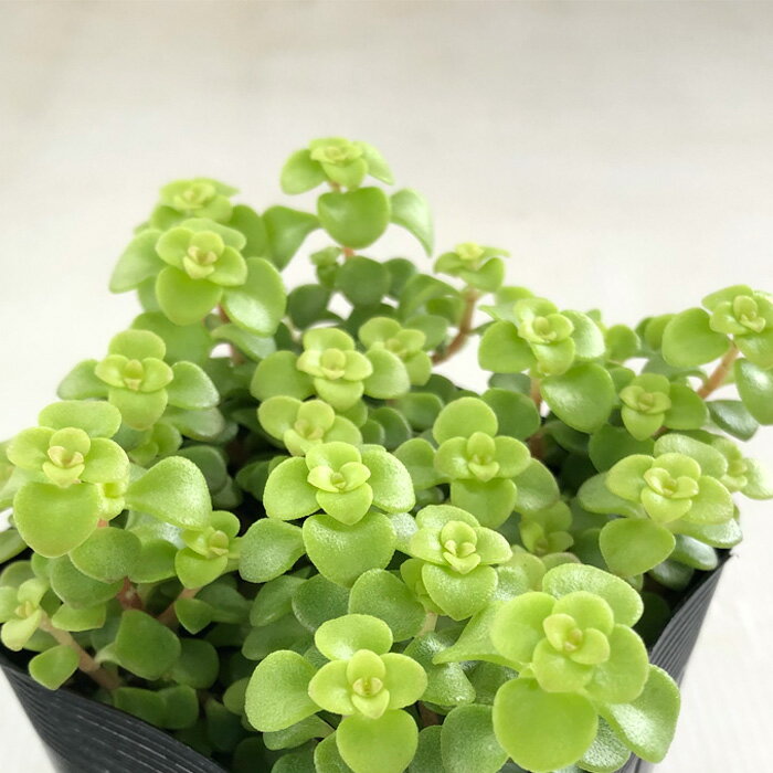 多肉植物 seセダム 黄金丸葉万年草 多肉植物 セダム 9cmポットのサムネイル
