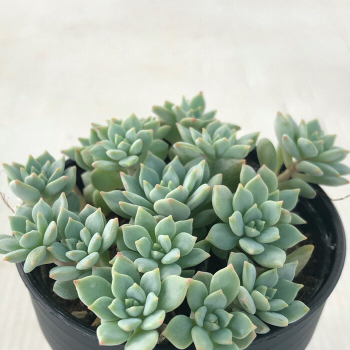 多肉植物 hmエケベリア ばらまき 沙羅姫蓮華 多肉植物 エケベリア 6cmポットのサムネイル