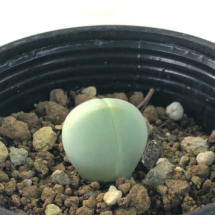 多肉植物 hmギバエウム 銀光玉 多肉植物 ギバエウム 6cmポットのサムネイル