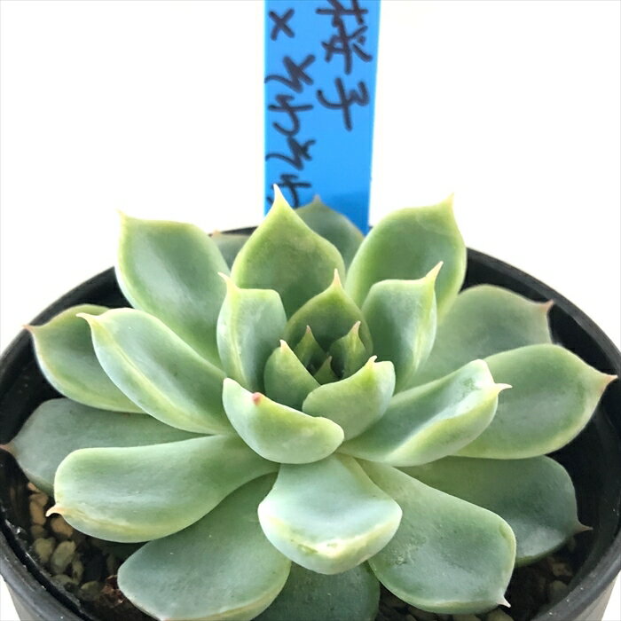 多肉植物 oriエケベリア 桜子×そわそわ 多肉植物 おらいさん苗 送料無料 エケベリア 6cmポットのサムネイル