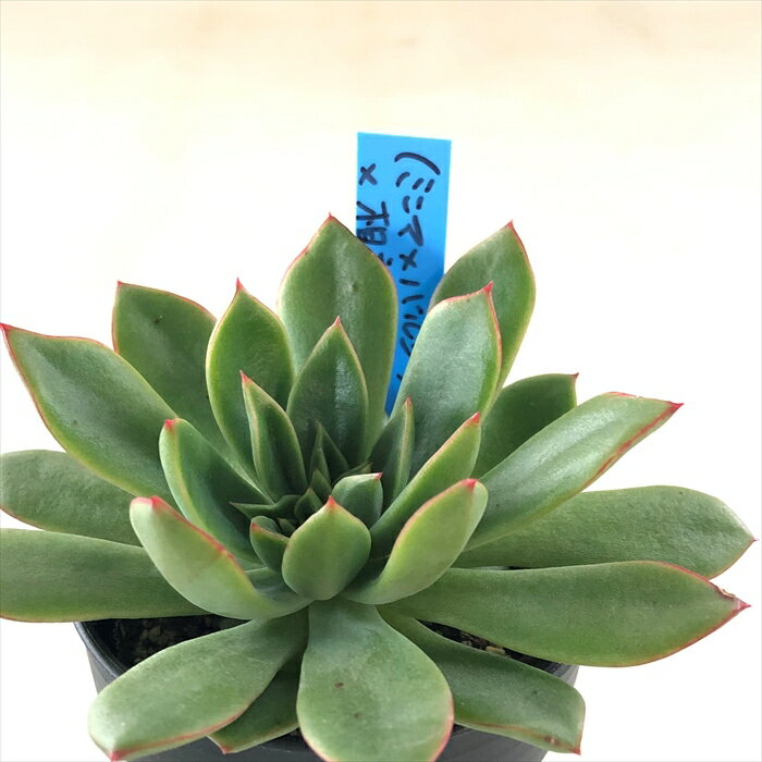 多肉植物 oriエケベリア （ミニマ×バルシー）×相府蓮 多肉植物 おらいさん苗 送料無料 エケベリア 6cmポットのサムネイル