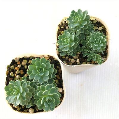 屋外でもグングン伸びる 地植えに強い多肉植物おすすめ14選 日陰を好む種類も Kurashi No 屋外でもグングン伸びる 地植えに強い多肉植物おすすめ14選 日陰を好む種類も Kurashi No
