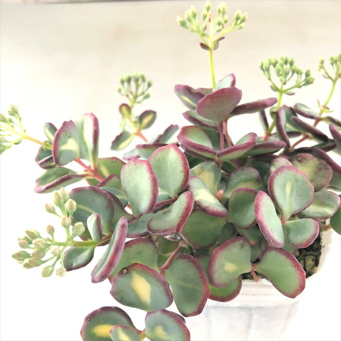 多肉植物 sbミセバヤ 斑入りミセバヤ 多肉植物 セダム 7.5cmポットのサムネイル