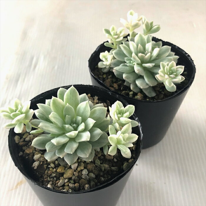 【楽天スーパーセール P5倍】 多肉植物 seエケベリア プロリフィカ錦 多肉植物 エケベリア 7.5cmポット