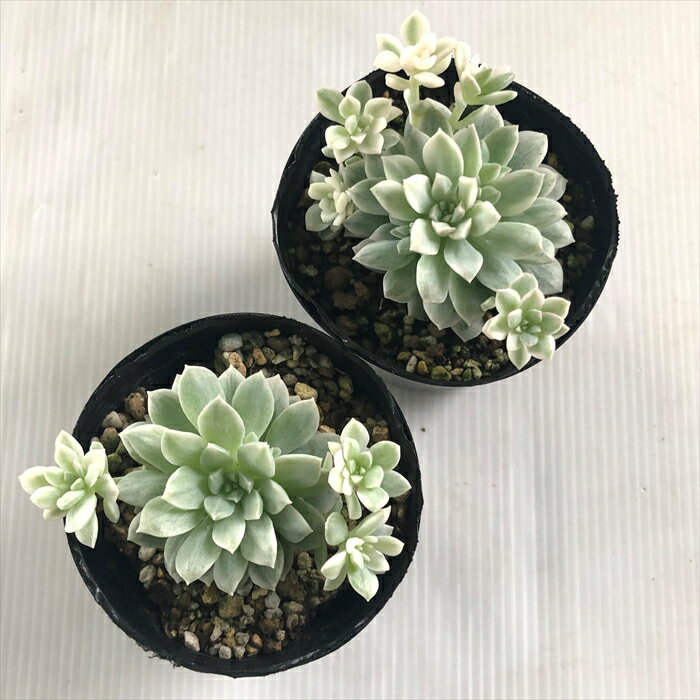 【楽天スーパーセール P5倍】 多肉植物 seエケベリア プロリフィカ錦 多肉植物 エケベリア 7.5cmポット