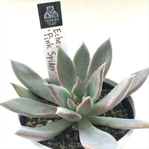 多肉植物 yukエケベリア Pink spider 多肉植物 優木園さんの苗 送料無料 エケベリア 6cmポット