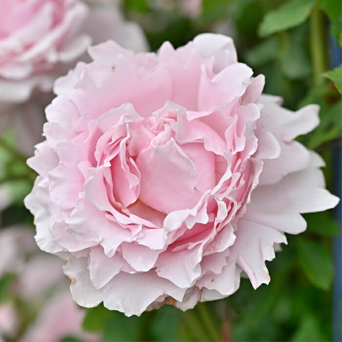 予約販売 バラ苗 バラ大苗 デルバール ソフィーロシャス 品種登録出願中 四季咲き 薔薇 ばら 送料無料 ピンク hao 12月上旬以降発送のサムネイル