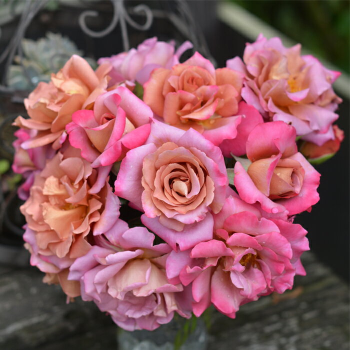 予約販売 バラ苗 バラ大苗 河本バラ園 ドレープ 品種登録出願中 四季咲き ピンク 薔薇 バラ 送料無料 hao 12月上旬以降発送のサムネイル