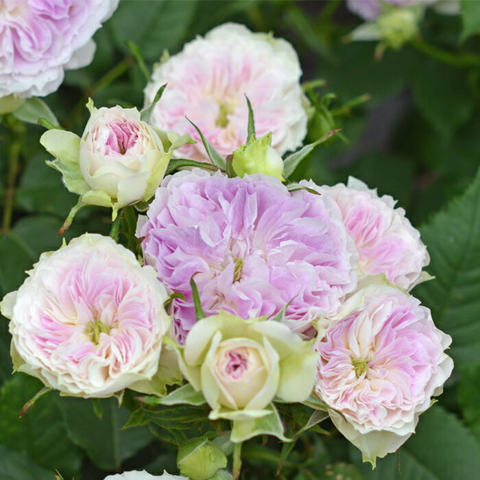 予約販売 バラ苗 バラ大苗 河本バラ園 ブルームーンストーン 品種登録出願中 四季咲き モーヴ 薔薇 バラ 送料無料 hao 12月上旬以降発送のサムネイル