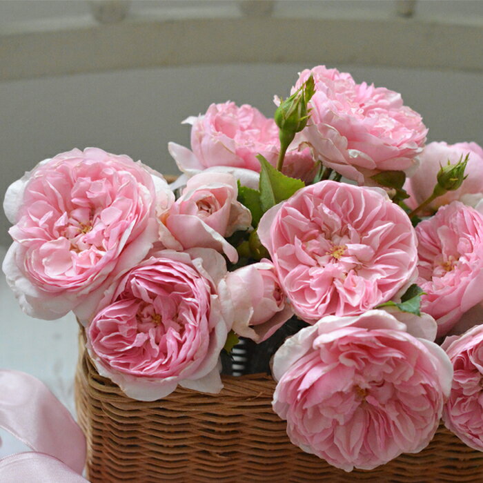 予約販売 バラ苗 バラ大苗 河本バラ園 リュバン 品種登録準備中 四季咲き 薔薇 ばら 送料無料 ピンク hao 2月中旬以降発送のサムネイル