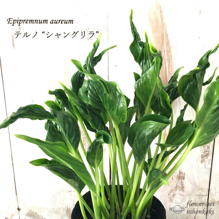 ポトス テルノ No.010 シャングリラ 8cmポット 観葉植物 インテリア おしゃれのサムネイル