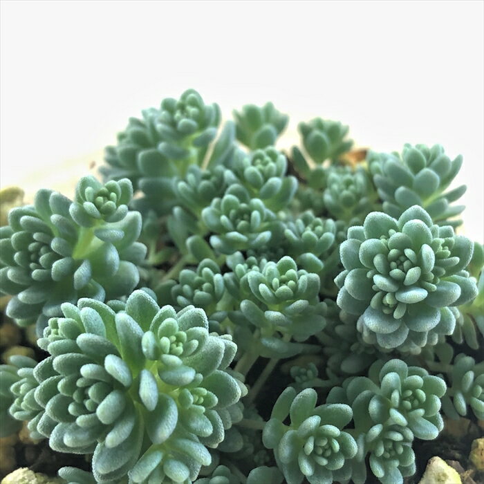 多肉植物 sbセダム マジョール 多肉植物 セダム 7.5cmポットのサムネイル