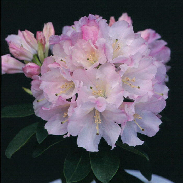 予約販売 シャクナゲ かぐや姫 5号鉢 開花予定株 西洋シャクナゲ 花苗 しゃくなげ 石楠花 常緑 花木 toy 11月下旬以降発送のサムネイル