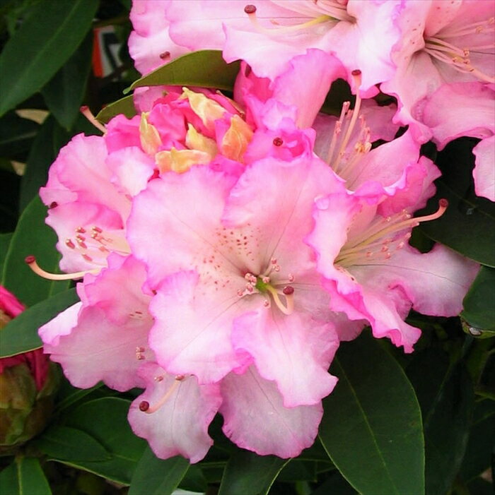 予約販売 シャクナゲ 桜狩（さくらがり) 5号鉢 開花予定株 西洋シャクナゲ 花苗 しゃくなげ 石楠花 常緑 花木 toy 11月下旬以降発送