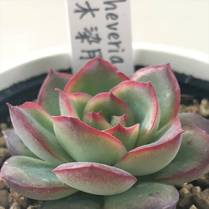 多肉植物 yukエケベリア 木染月 多肉植物 優木園さんの苗 送料無料 エケベリア 6cmポットのサムネイル