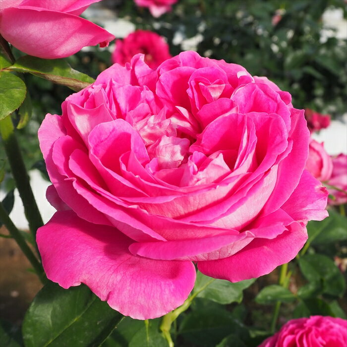 バラ苗 バラ新苗 オールドローズ ポールネイロン 大輪 薔薇 ばら ピンク trosのサムネイル