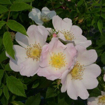 バラ苗 バラ新苗 ロサ カニナ（ドッグ ローズ）オールド ローズ 野生種 薔薇 ばら 白 tros