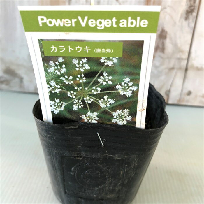 お家で育てる薬草 唐当帰 9cmポット苗 トウキ セリ科 ハーブ 生薬 漢方 Herb nbny