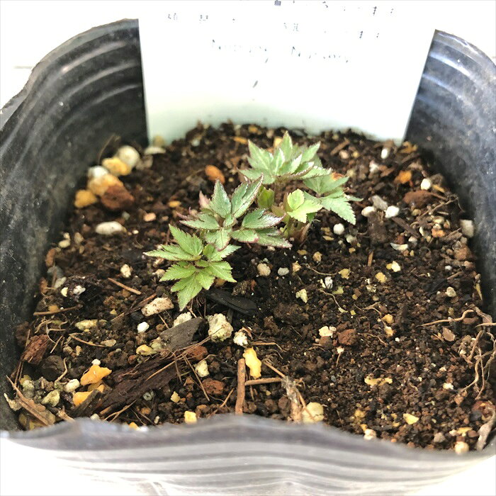 お家で育てる薬草 カラトウキ 9cmポット 唐当帰 ハーブ 生薬 漢方 家庭菜園 nfy