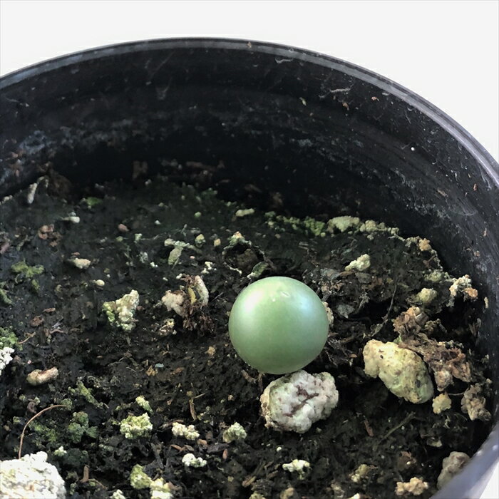 多肉植物 caコノフィツム カルキュルス 翡翠玉 多肉植物 メセン 7.5cmポットのサムネイル