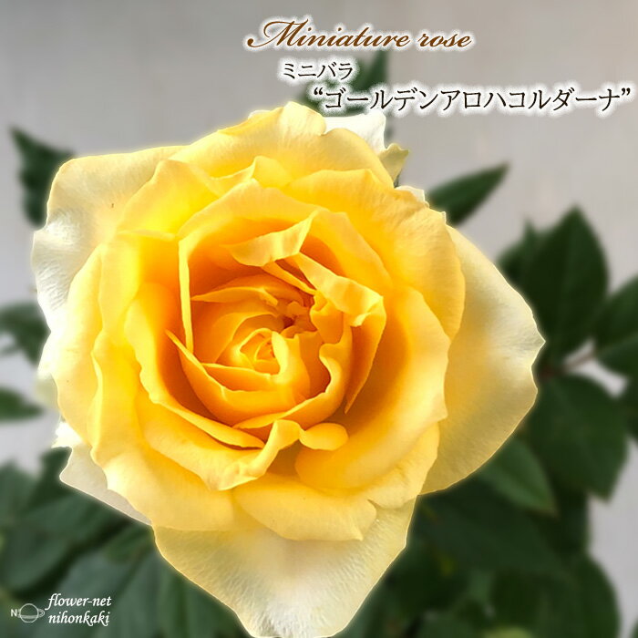予約販売 ミニバラ ゴールデンアロハコルダーナ 3号ポット バラ 薔薇 バラ苗 苗 mnu 10月下旬以降発送のサムネイル