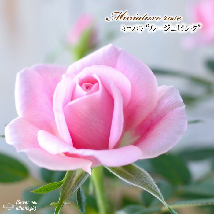 予約販売 ミニバラ ルージュピンク 3号ポット バラ 薔薇 バラ苗 苗 mnu 10月下旬以降発送のサムネイル