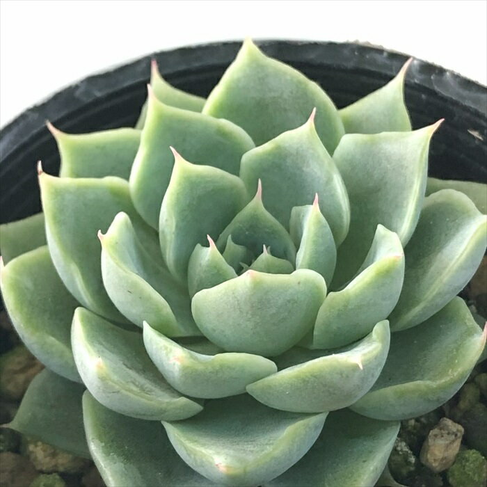 多肉植物 hmエケベリア シムランスラグナサンチョス×チワワエンシスyecora 多肉植物 エケベリア 6cmポットのサムネイル