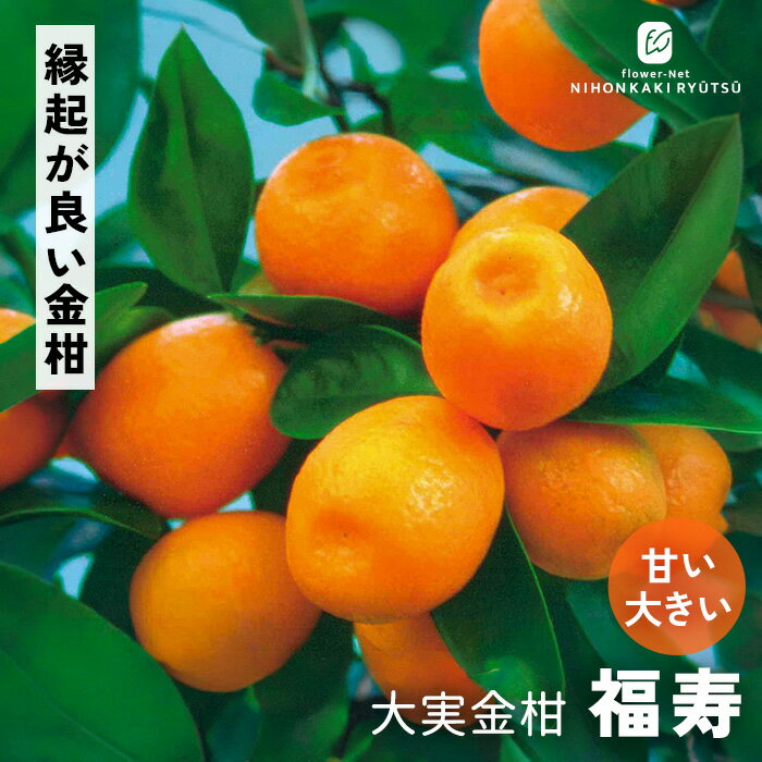 予約販売きんかん苗大実金柑福寿13...