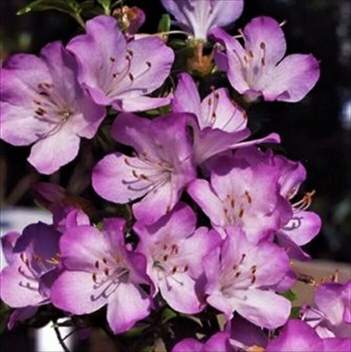 予約販売 深山霧島ツツジ 初冠雪 3号ポット 開花予定株 ミヤマキリシマツツジ 深山霧島躑躅 花苗 常緑 花木 toy 11月下旬以降発送のサムネイル