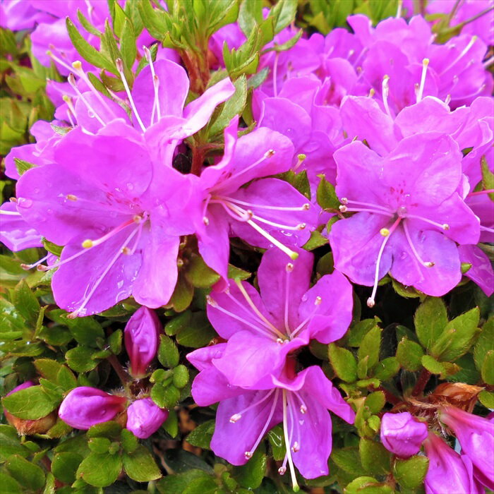 予約販売 深山霧島ツツジ 深山紫 3号ポット 開花予定株 ミヤマキリシマツツジ 深山霧島躑躅 花苗 常緑 花木 toy 11月下旬以降発送のサムネイル
