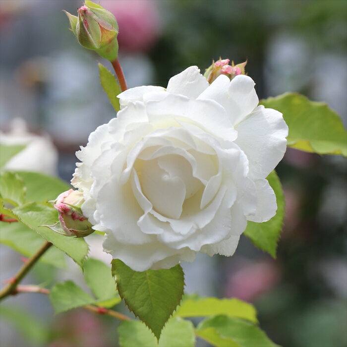 予約販売 バラ 苗 バラ 新苗 ロサ オリエンティス クリード 繰り返し咲き 薔薇 ばら 送料無料 白 has 4月中旬以降発送のサムネイル