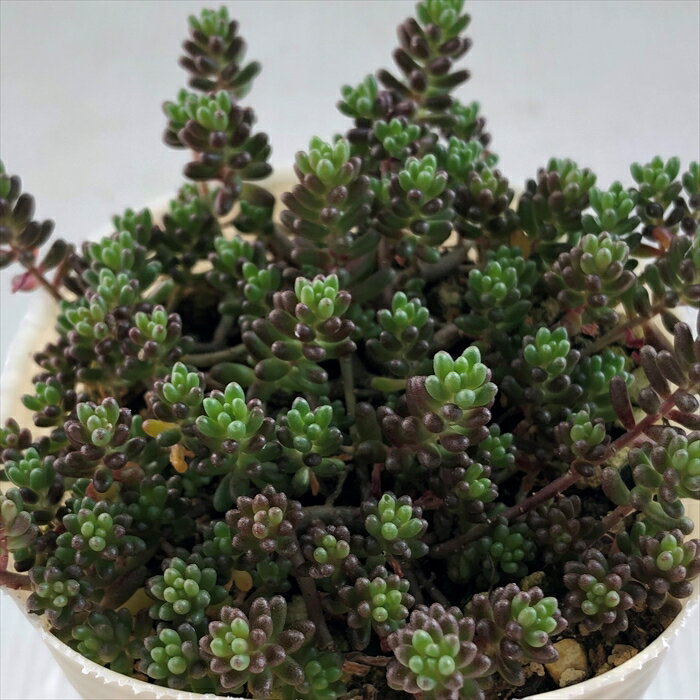 多肉植物 sbセダム ブラックベリー 多肉植物 エケベリア 7.5cmポットのサムネイル