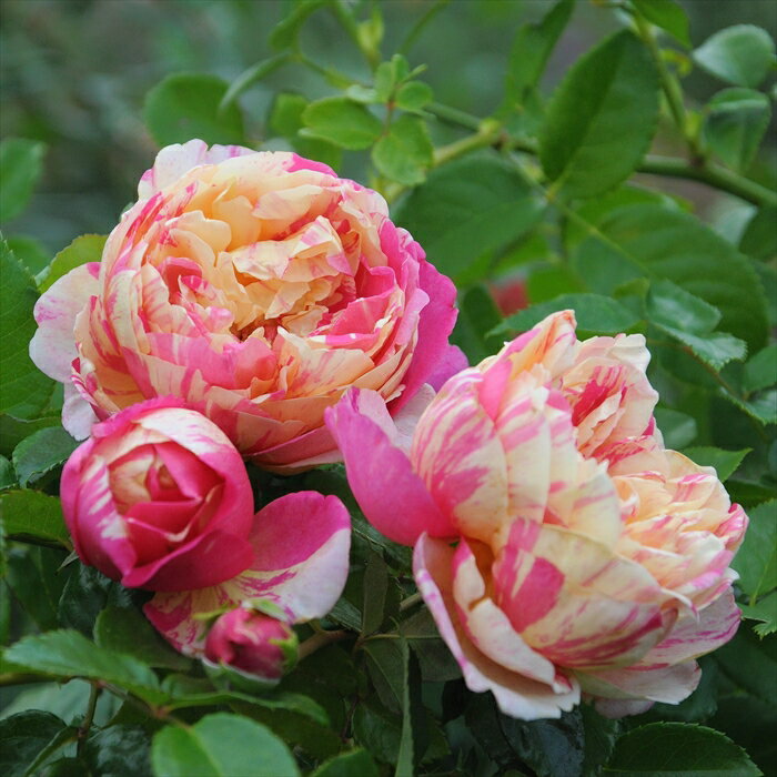 予約販売 バラ苗 バラ新苗 デルバール エドゥアールマネ 登録品種 四季咲き 薔薇 ばら 送料無料 黄赤 has 5月中旬以降発送のサムネイル