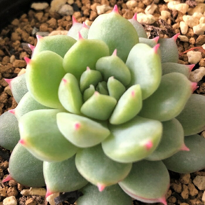 多肉植物 hmエケベリア ラストコンサート 多肉植物 エケベリア 6cmポット