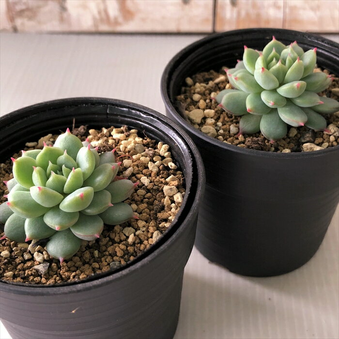 多肉植物 hmエケベリア ラストコンサート 多肉植物 エケベリア 6cmポット
